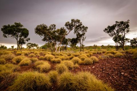 Spiky native grass and gum trees in the East Kimberley region